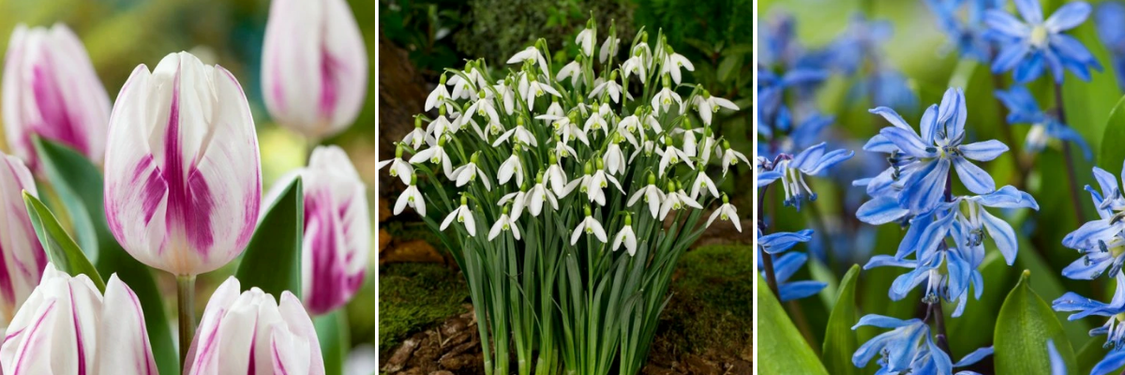 kolaz-cibuloviny-vhodne-k-rychleniu-3